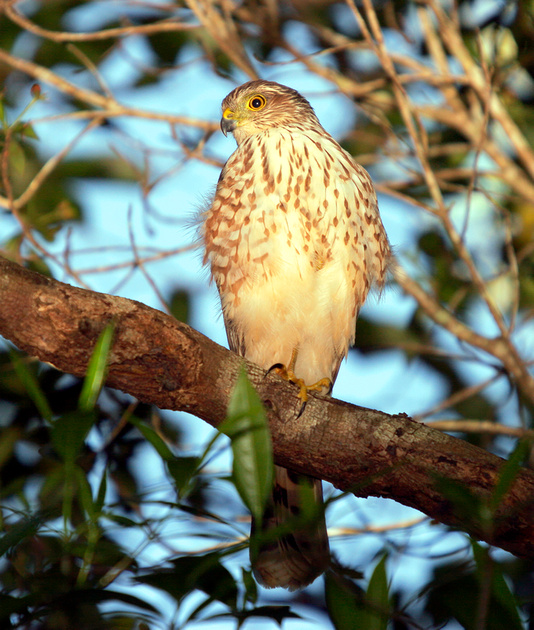 Puerto Rico Wildlife: Alfredo Colón | Sharp-shinned Hawk, Gavilán de ...