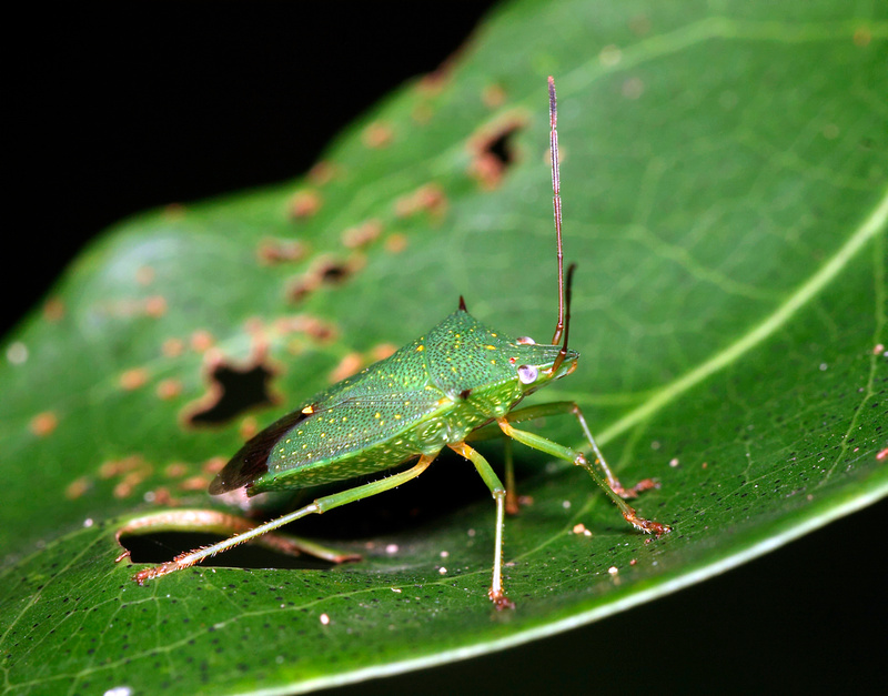 Puerto Rico Wildlife: Alfredo Colón | Stink Bugs and similar