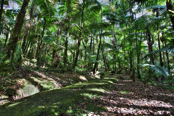 El Yunque Trails
