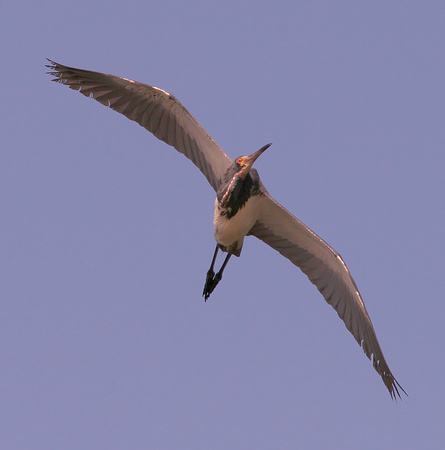 Tri-colored Heron, Garza Pechiblanca