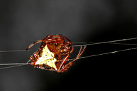 Arrowhead Spider.