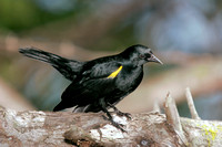 Yellow-shouldered Blackbird, Mariquita