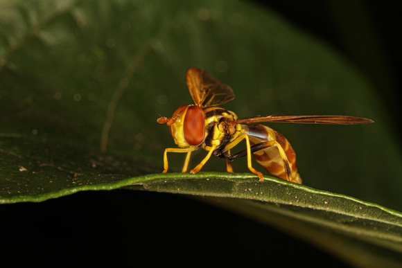 Wasp Mimic Fly