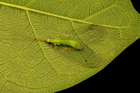 Green Lacewing, Chrysoperla rufilabris or Leucochrysa insularis