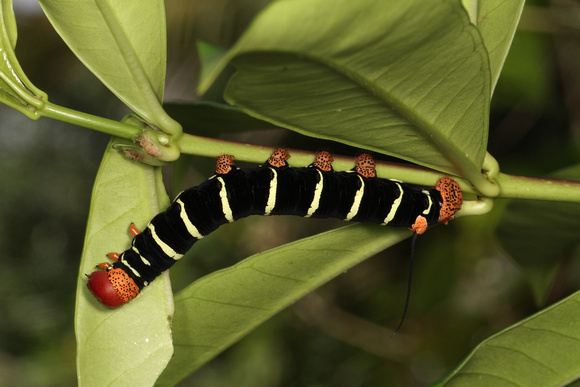Tetrio sphinx (Pseudosphinx tetrio) Caterpillar