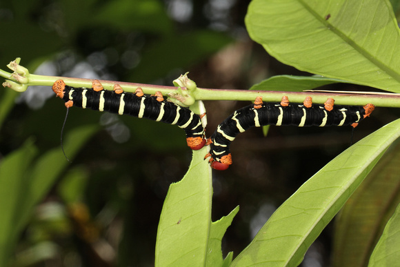Tetrio sphinx (Pseudosphinx tetrio) Caterpillar