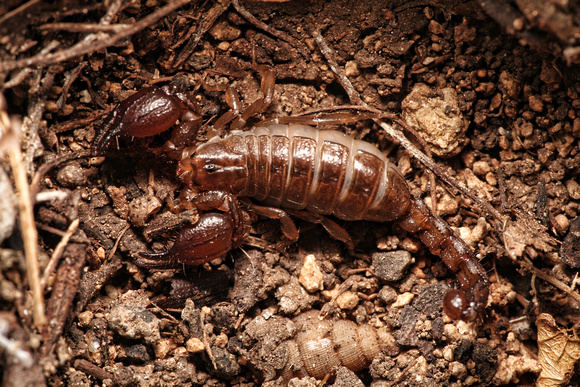 scorpion, heteronebo portoricensis, guanica