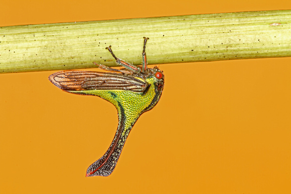 Thorn Bug, Male