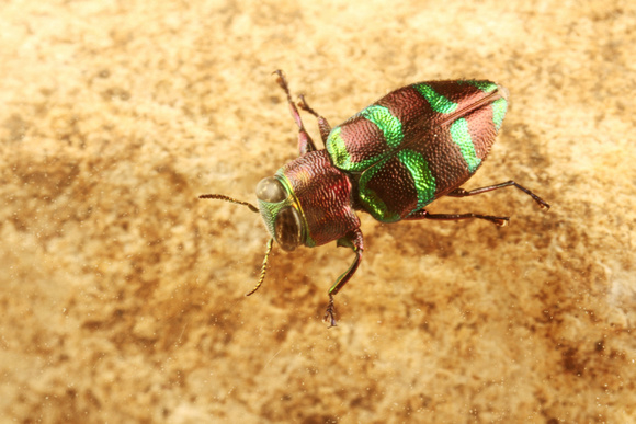 Jewel Bug or Metallic Wood-boring Beetle