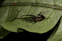 Tetragnathidae- Chrysometa jayuyensis