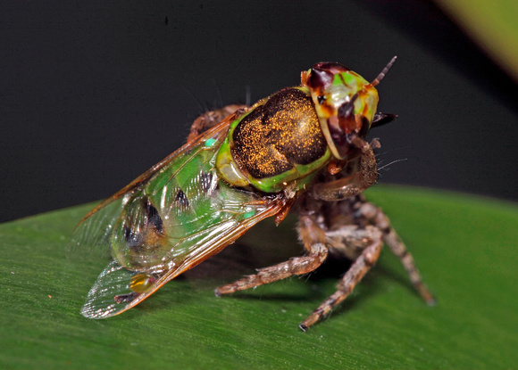Jumping Spider Feeding on Green Fly