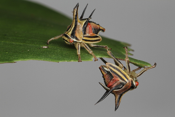 Thorn Bug
