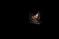 Leucauge moerens, Tetragnathidae, Long-jawed Orb Weaver,