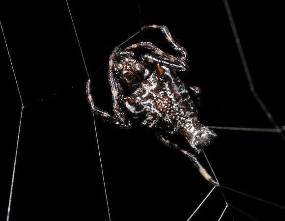 Spider Araneidae