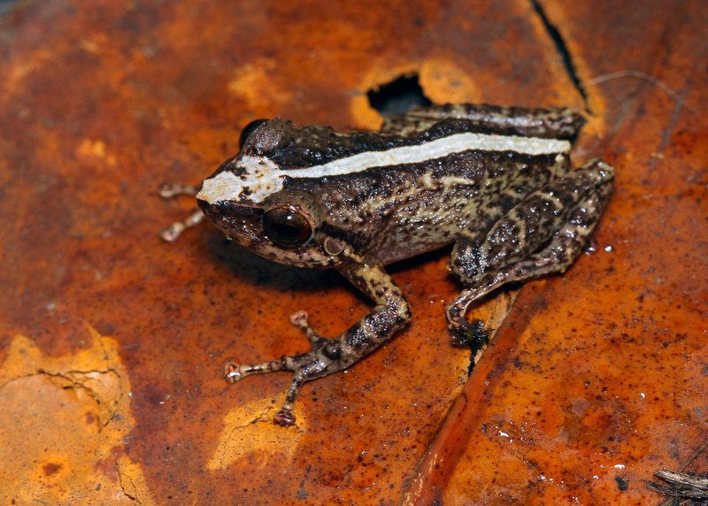 Puerto Rico Wildlife: Alfredo Colón | Eleutherodactylus coquí | Frog, Coquí