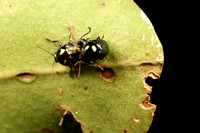 Chrysomelidae, Leaf Beetle