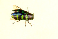 Jewel Beetle or Metallic Wood-boring Beetle
