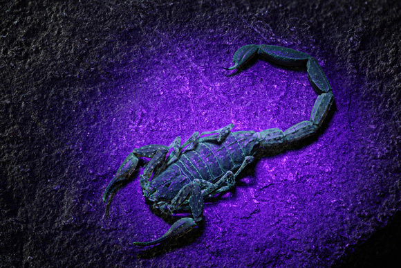 Scorpion Stack in UV:  2015-12-03-19.38.49 ZS DMapREV_40 IMAGE IV STACK