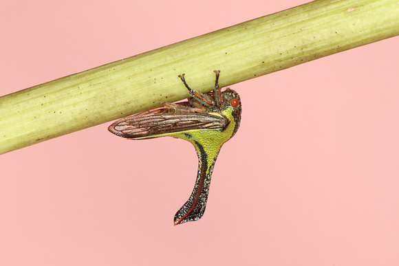 Thorn Bug, Male