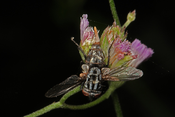 Cordyceps Fungus on Flies