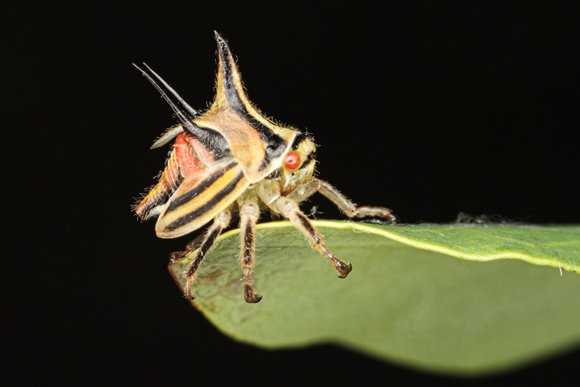 Thorn Bug