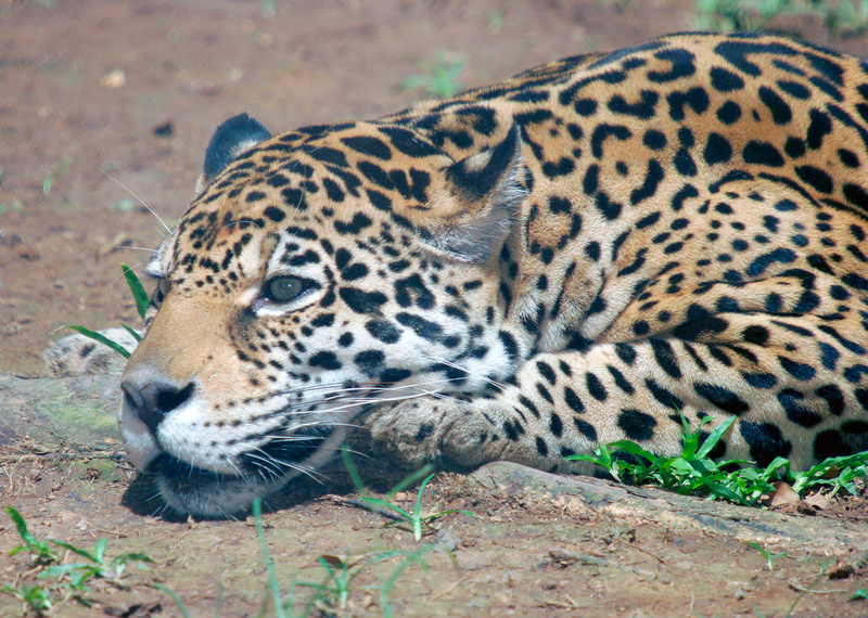 Puerto Rico Wildlife Alfredo Colón Captive Domesticated Or Zoo