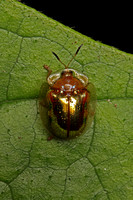Tortoiseshell Beetle