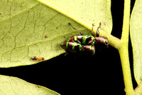 Mating Jewel Bugs