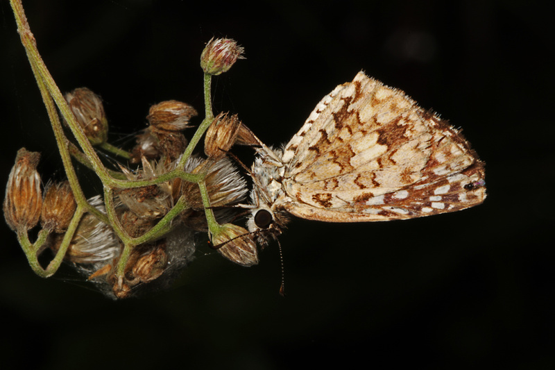 Puerto Rico Wildlife: Alfredo Colón | Butterflies | Butterfly