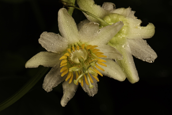 Passiflora Flower