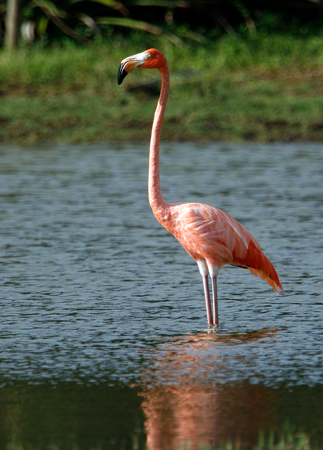 Puerto Rico Wildlife: Alfredo Colón | Greater Flamingo, Flamenco Mayor