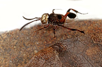 Ensign or Hatchet Wasp, Evaniidae sp.