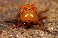 Beetle, Escarabajo Pulga