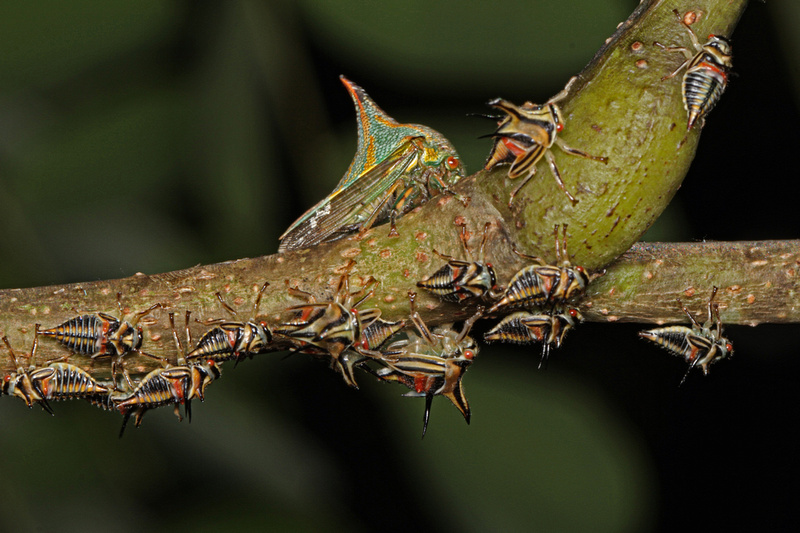 Puerto Rico Wildlife: Alfredo Colón | Thorn Bug, Membracid, Umbonia ...