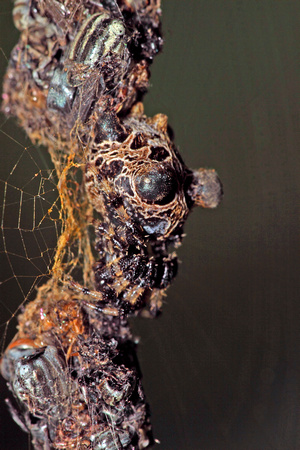 Spider in Web Debris
