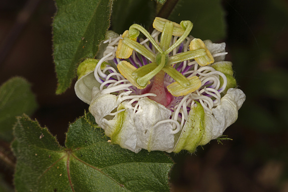 Passiflora Quadrangularis