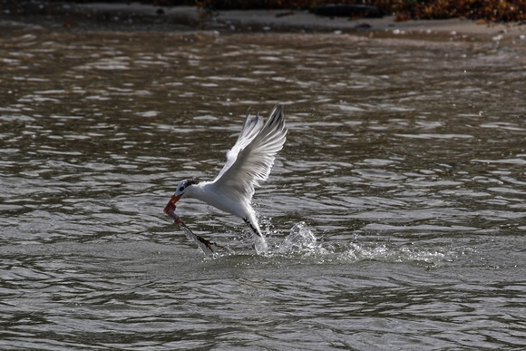 Royal Tern Fishing