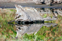 Driftwood Reflection in Mangrove