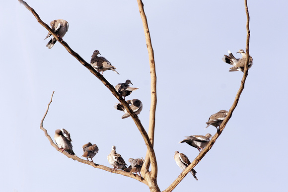 Bunch of White-winged Doves, Grupo de Tórtolas Aliblancas