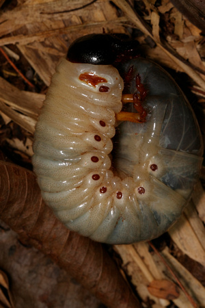 Larva of Puerto Rican Rhinoceros Beetle