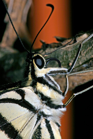Checkered Swallowtail