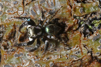 Jumping Spider, green backed
