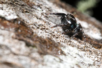 Green-backed, Jumping Spider
