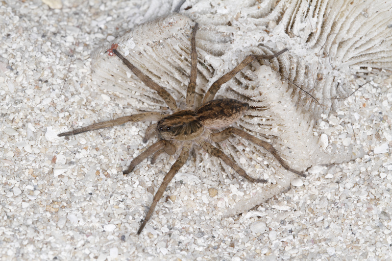 Puerto Rico Wildlife: Alfredo Colón 