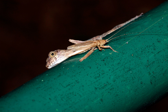 Lizard Eating Cricket