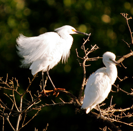 Snowy Egret and Juv. Cattle Egret