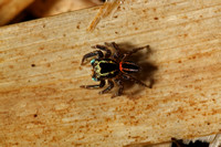 Corythalia tristriata, Jumping Spider