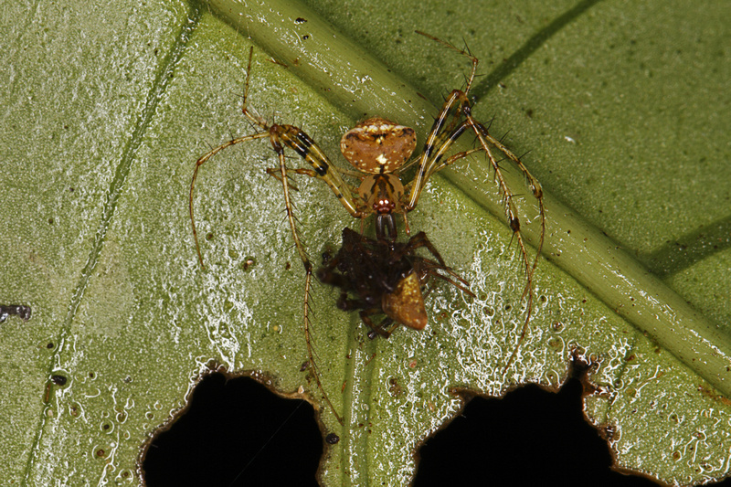 Puerto Rico Wildlife: Alfredo Colón | Mimetus