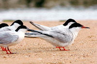Common Tern, Charrán Común