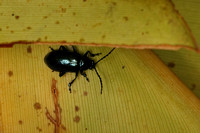 Beetles not identified